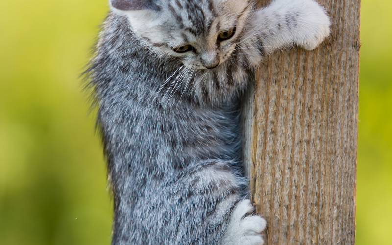 Small gray kitten learn to climb a tree